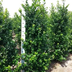 Blauwe Hulst (Ilex Meserveae 'Blue Prince') -Aanbiedingen Tuin Verrassing Winkel ilex mes. blue prince 175 200 cm