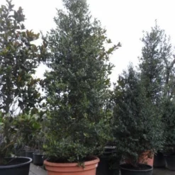 Amerikaanse Hulst (Ilex 'Nellie R Stevens') -Aanbiedingen Tuin Verrassing Winkel ilex nellie r. stevens