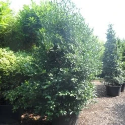 Amerikaanse Hulst (Ilex 'Nellie R Stevens') -Aanbiedingen Tuin Verrassing Winkel ilex nellie r. stevens 250 300 c160