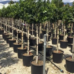 Hulst Op Stam (Ilex 'Nellie R Stevens') -Aanbiedingen Tuin Verrassing Winkel ilexrstevens03