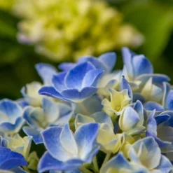 Hortensia Blue Ballad (Hydrangea 'Music Collection') -Aanbiedingen Tuin Verrassing Winkel img 1365