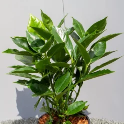 Broodboom (Aucuba Japonica 'Rozannie') 10 Broodboom (Aucuba Japonica 'Rozannie') -Aanbiedingen Tuin Verrassing Winkel img 1397