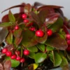 Bergthee / Patrijzenbes (Gaultheria Procumbens)