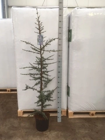 Atlasceder (Cedrus Libani 'Glauca') 9 Atlasceder (Cedrus Libani 'Glauca') - Afbeelding 9