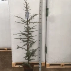Atlasceder (Cedrus Libani 'Glauca') -Aanbiedingen Tuin Verrassing Winkel img 1753
