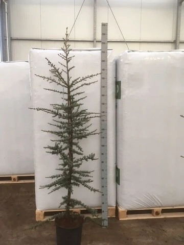 Atlasceder (Cedrus Libani 'Glauca') 7 Atlasceder (Cedrus Libani 'Glauca') - Afbeelding 7