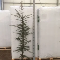 Atlasceder (Cedrus Libani 'Glauca') -Aanbiedingen Tuin Verrassing Winkel img 1754