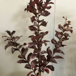 Lagerstroemia Als Halfstam (Lagerstroemia Indica 'Rhapsody In Pink') -Aanbiedingen Tuin Verrassing Winkel img 2474 1 1