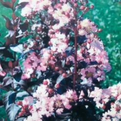 Lagerstroemia (Lagerstroemia Indica 'Rhapsody In Pink') -Aanbiedingen Tuin Verrassing Winkel img 2475 1