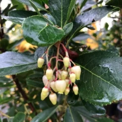 Aardbeiboom Als Struik (Arbutus Unedo) -Aanbiedingen Tuin Verrassing Winkel img 2585