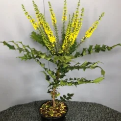 Mahoniestruik (Mahonia Media 'Winter Sun') -Aanbiedingen Tuin Verrassing Winkel img 2655 1