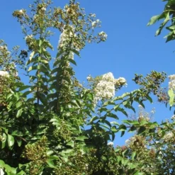 Lagerstroemia Halfstam (Lagerstroemia Indica 'Burgundy Cotton') -Aanbiedingen Tuin Verrassing Winkel img 4003