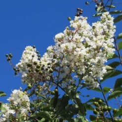 Aanbiedingen Tuin Verrassing Winkel -Aanbiedingen Tuin Verrassing Winkel img 4005 1