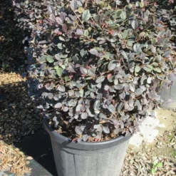 Loropetalum Als Bolvorm (Loropetalum 'Fire Dance') -Aanbiedingen Tuin Verrassing Winkel img 4056