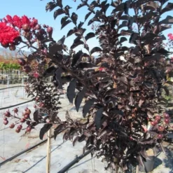 Lagerstroemia Als Halfstam (Lagerstroemia 'Black Diamond Best Red') -Aanbiedingen Tuin Verrassing Winkel img 4242