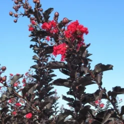 Lagerstroemia Als Halfstam (Lagerstroemia 'Black Diamond Best Red') -Aanbiedingen Tuin Verrassing Winkel img 4246
