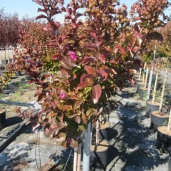 Lagerstroemia Als Halfstam (Lagerstroemia Indica 'Berry Dazzle') -Aanbiedingen Tuin Verrassing Winkel img 4249