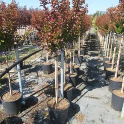 Lagerstroemia Als Halfstam (Lagerstroemia Indica 'Berry Dazzle') -Aanbiedingen Tuin Verrassing Winkel img 4250