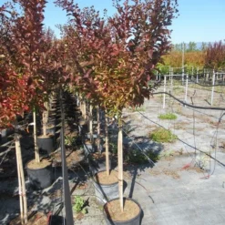 Lagerstroemia Als Halfstam (Lagerstroemia Indica 'Berry Dazzle') -Aanbiedingen Tuin Verrassing Winkel img 4251