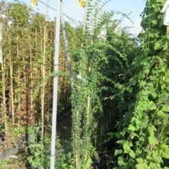 Jasmijn (Jasminum Officinale) -Aanbiedingen Tuin Verrassing Winkel jasminum officinale 175 200