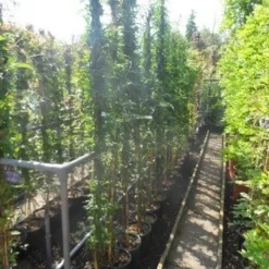 Jasmijn (Jasminum Officinale) -Aanbiedingen Tuin Verrassing Winkel jasminum officinale 175 200 c10