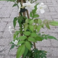 Jasmijn (Jasminum Officinale) -Aanbiedingen Tuin Verrassing Winkel jasminum officinale 2