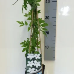 Jasmijn (Jasminum Officinale) -Aanbiedingen Tuin Verrassing Winkel jasminum officinalis 50 60 c2 1