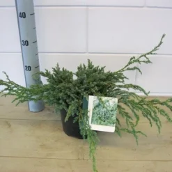 Jeneverbes (Juniperus Squamata 'Blue Carpet') -Aanbiedingen Tuin Verrassing Winkel juniperus blue carpet c3 november 1