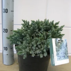 Jeneverbes (Juniperus Squamata 'Blue Star') -Aanbiedingen Tuin Verrassing Winkel juniperus blue star c3 november 1