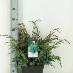 Jeneverbes (Juniperus Chinensis 'Blue Alps') -Aanbiedingen Tuin Verrassing Winkel juniperus chinensis blue alps c5 m
