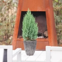 Jeneverbes (Juniperus Chinensis 'Stricta') -Aanbiedingen Tuin Verrassing Winkel juniperus chinensis stricta