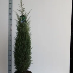 Jeneverbes (Juniperus Communis 'Hibernica') -Aanbiedingen Tuin Verrassing Winkel juniperus comm. hibernica 100 125 cm co. 12l v kopie 1