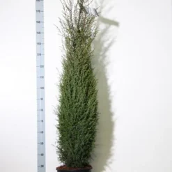 Jeneverbes (Juniperus Communis 'Hibernica') -Aanbiedingen Tuin Verrassing Winkel juniperus comm. hibernica 150 175 cm co. 18l kopie 1