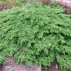 Jeneverbes (Juniperus Communis 'Green Carpet') -Aanbiedingen Tuin Verrassing Winkel juniperus communis green carpet 1