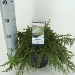 Jeneverbes (Juniperus Communis 'Green Carpet') -Aanbiedingen Tuin Verrassing Winkel juniperus communis green carpet c3 m 1 1