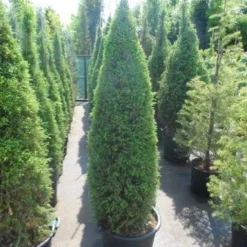 Jeneverbes (Juniperus Communis 'Hibernica') -Aanbiedingen Tuin Verrassing Winkel juniperus communis hibernica 150 175