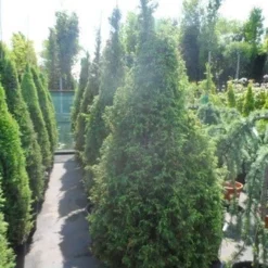 Jeneverbes (Juniperus Communis 'Hibernica') -Aanbiedingen Tuin Verrassing Winkel juniperus communis hibernica 175 200