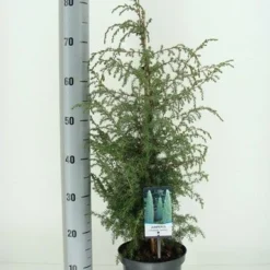 Jeneverbes (Juniperus Communis 'Suecica') -Aanbiedingen Tuin Verrassing Winkel juniperus communis suecica c3 m 1