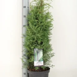 Jeneverbes (Juniperus Communis 'Suecica') -Aanbiedingen Tuin Verrassing Winkel juniperus communis suecica c5 m 1
