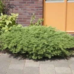 Kustjeneverbes (Juniperus Conferta 'Schlager' (Blue Pacific)) -Aanbiedingen Tuin Verrassing Winkel juniperus conferta schlager
