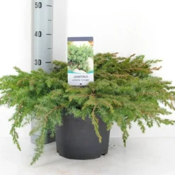 Kustjeneverbes (Juniperus Conferta 'Schlager' (Blue Pacific))