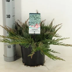 Jeneverbes (Juniperus Horizontalis 'Blue Chip') -Aanbiedingen Tuin Verrassing Winkel juniperus hor. blue chip winter c3 m 1