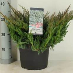 Jeneverbes (Juniperus Horizontalis 'Blue Chip')