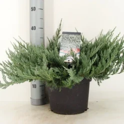 Jeneverbes (Juniperus Horizontalis 'Blue Chip') -Aanbiedingen Tuin Verrassing Winkel juniperus hor. blue chip zomer c5 m 1