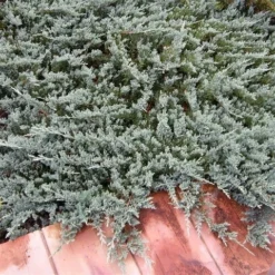 Jeneverbes (Juniperus Horizontalis 'Blue Chip') -Aanbiedingen Tuin Verrassing Winkel juniperus horizontalis blue chip 1