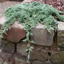 Jeneverbes (Juniperus Horizontalis 'Icee Blue') -Aanbiedingen Tuin Verrassing Winkel juniperus horizontalis icee blue pbr