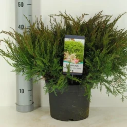 Jeneverbes (Juniperus Media 'Mint Julep') -Aanbiedingen Tuin Verrassing Winkel juniperus pfit. mint julep winter c5 m 1