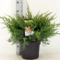 Aanbiedingen Tuin Verrassing Winkel -Aanbiedingen Tuin Verrassing Winkel juniperus pfit. mint julep zomer c5 m 1