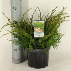 Jeneverbes (Juniperus Media 'Mint Julep') -Aanbiedingen Tuin Verrassing Winkel juniperus pfitzeriana mint julep c3 m 1