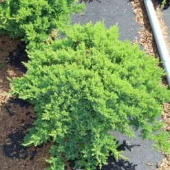 Jeneverbes (Juniperus Procumbens 'Nana') -Aanbiedingen Tuin Verrassing Winkel juniperus procumbens nana 1